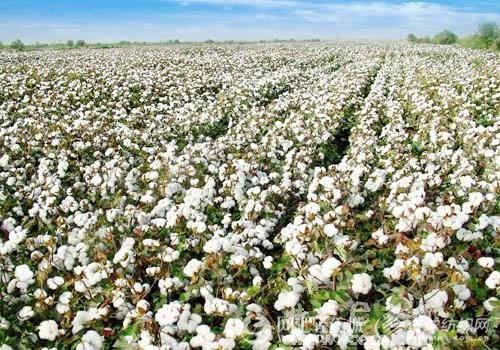 棉花行情应该看哪些网站？这些网站有什么优势？  第1张