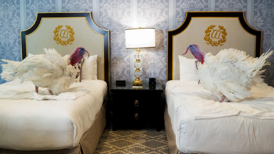 特朗普特赦感恩节火鸡,抨击拜登并称乌克兰和平协议“已近在咫尺” 第2张 特朗普特赦感恩节火鸡,抨击拜登并称乌克兰和平协议“已近在咫尺” 第2张